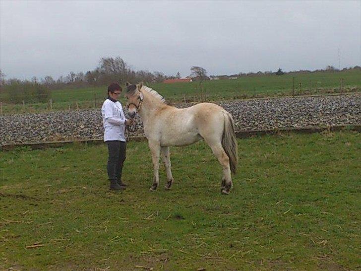 Fjordhest Apollo - Apollo til plagskue 2012 billede 9