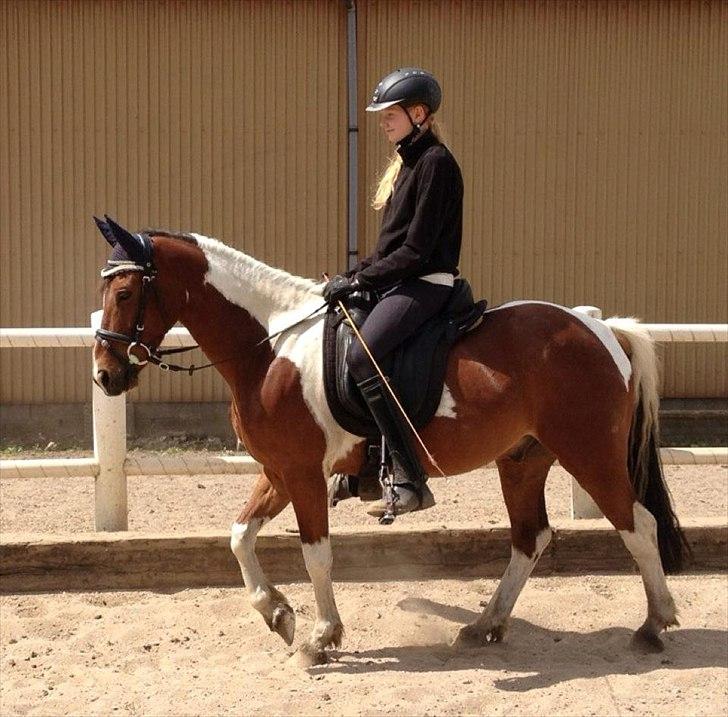 Anden særlig race Pinocchio Star - Da Pinno endelig begyndte at slappe lidt af.. :-) billede 5