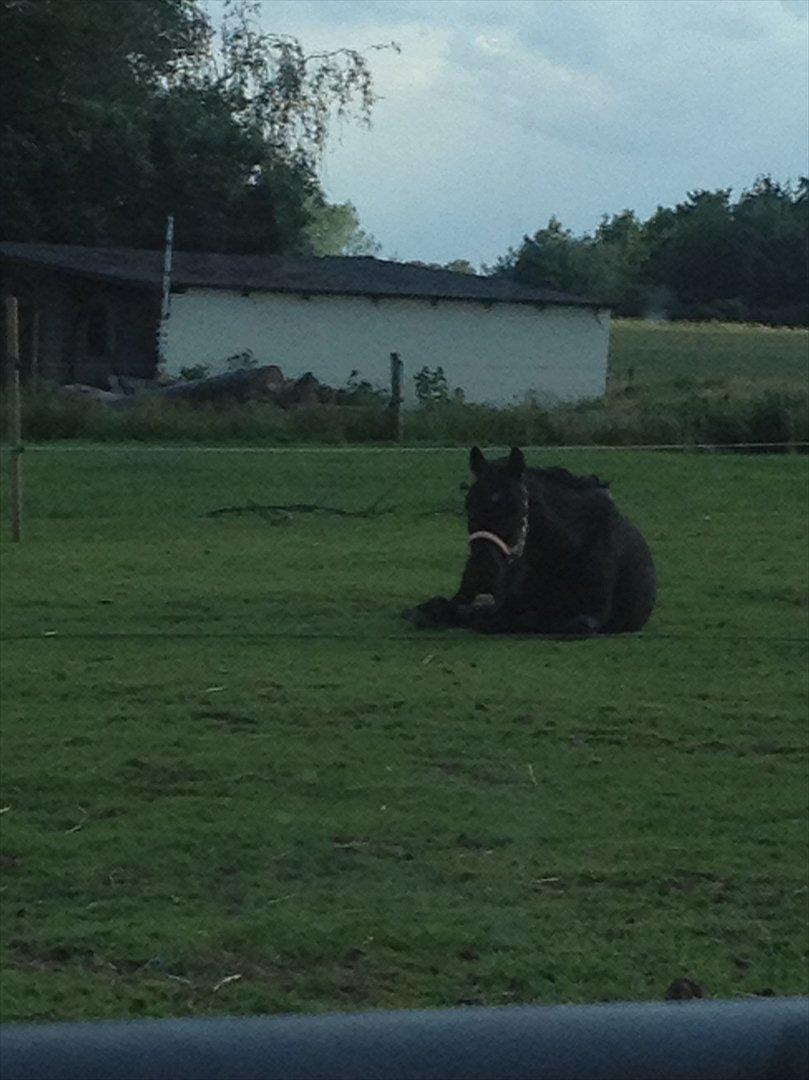 Dartmoor Barbet<3 billede 13