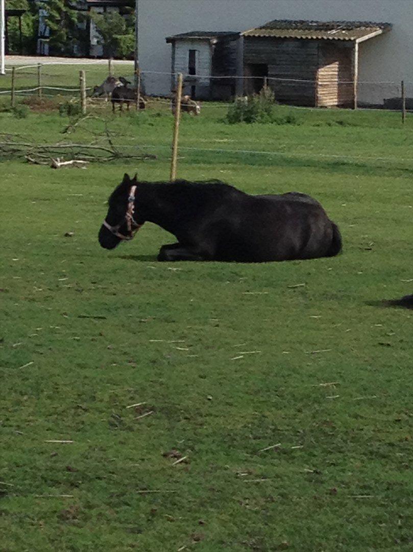 Dartmoor Barbet<3 - Første gang jeg ser hende ligge ned :') billede 5