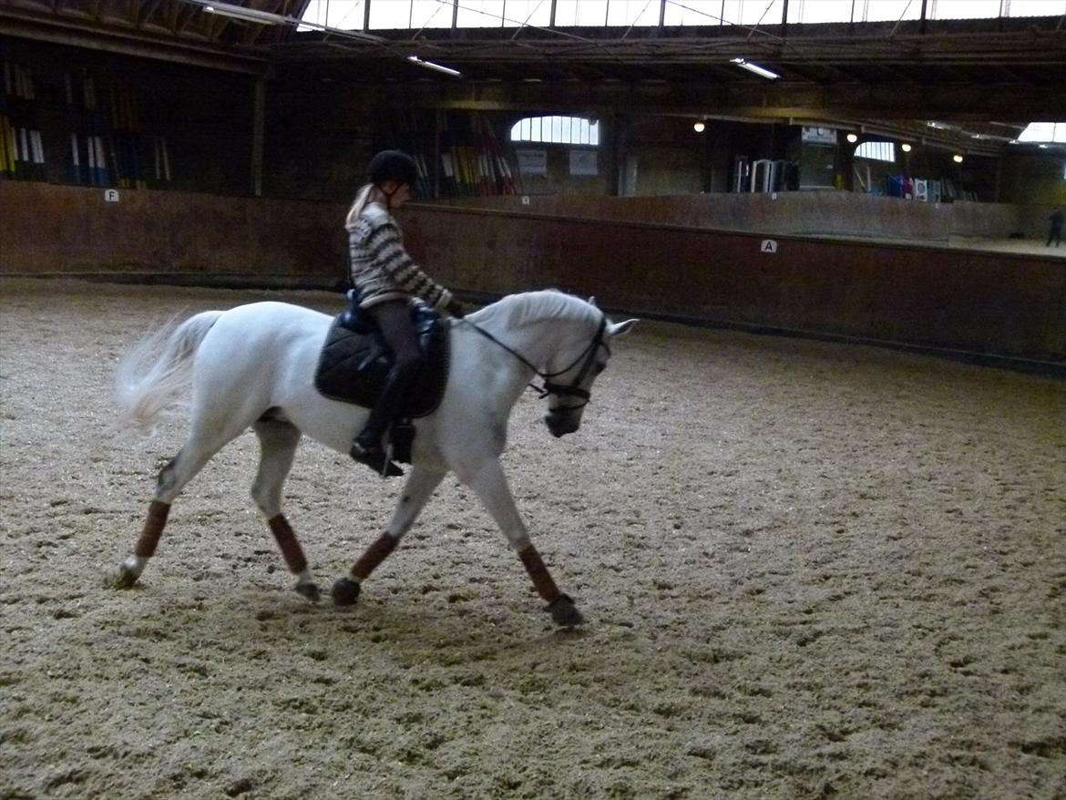 Tysk Sportspony My Fair Lady - Kursus hos Morten Andersen hun var fantastisk, vi var lige klar til at ride en PRT !!! (syntes vi selv) billede 2