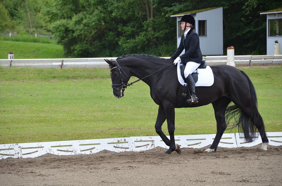 Dansk Varmblod Østersøens Hotshot BRDH  billede 2