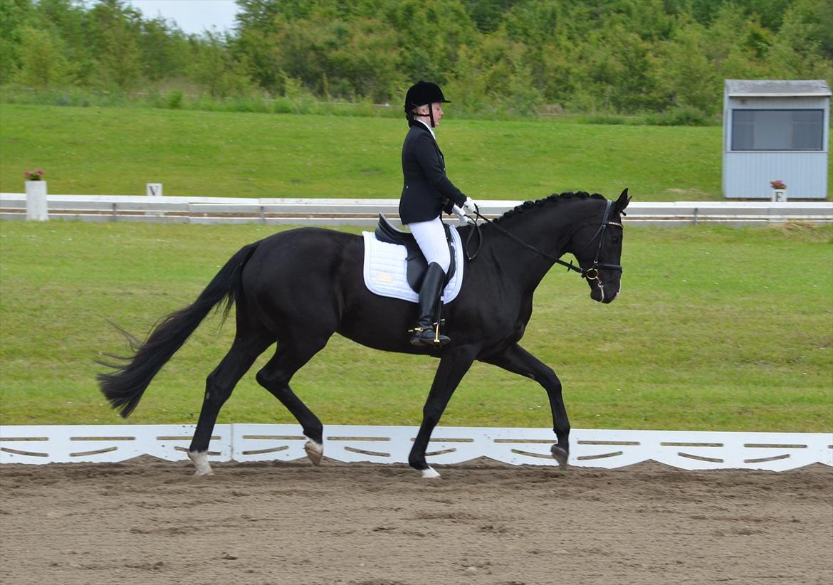 Dansk Varmblod Østersøens Hotshot BRDH  - Første stævne billede 1