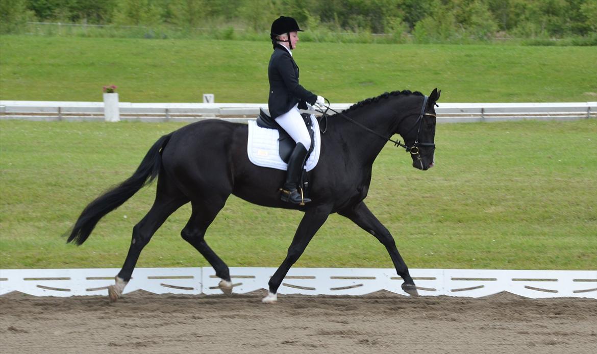 Dansk Varmblod Østersøens Hotshot BRDH  billede 18