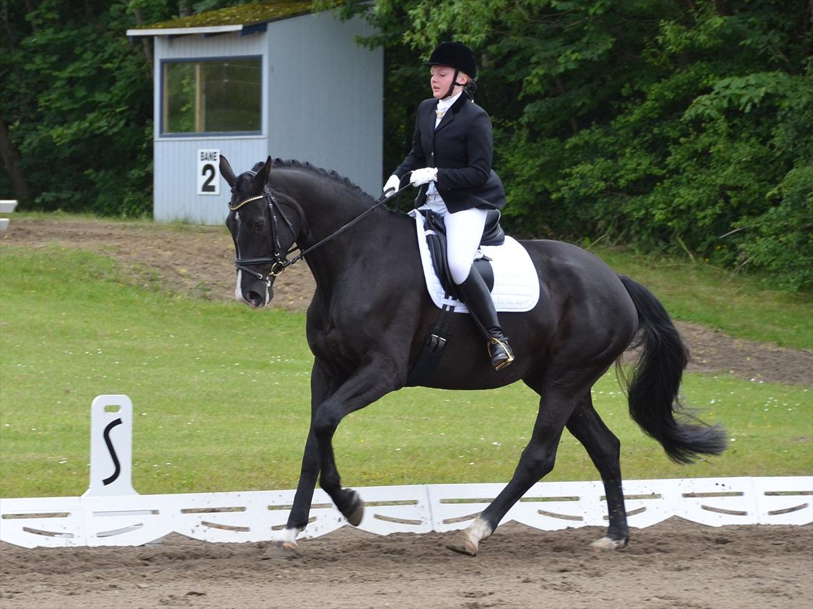 Dansk Varmblod Østersøens Hotshot BRDH  billede 19