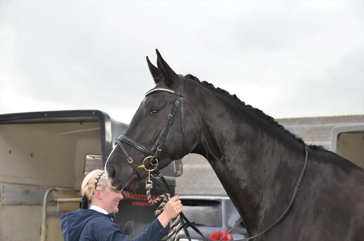 Dansk Varmblod Østersøens Hotshot BRDH  billede 5