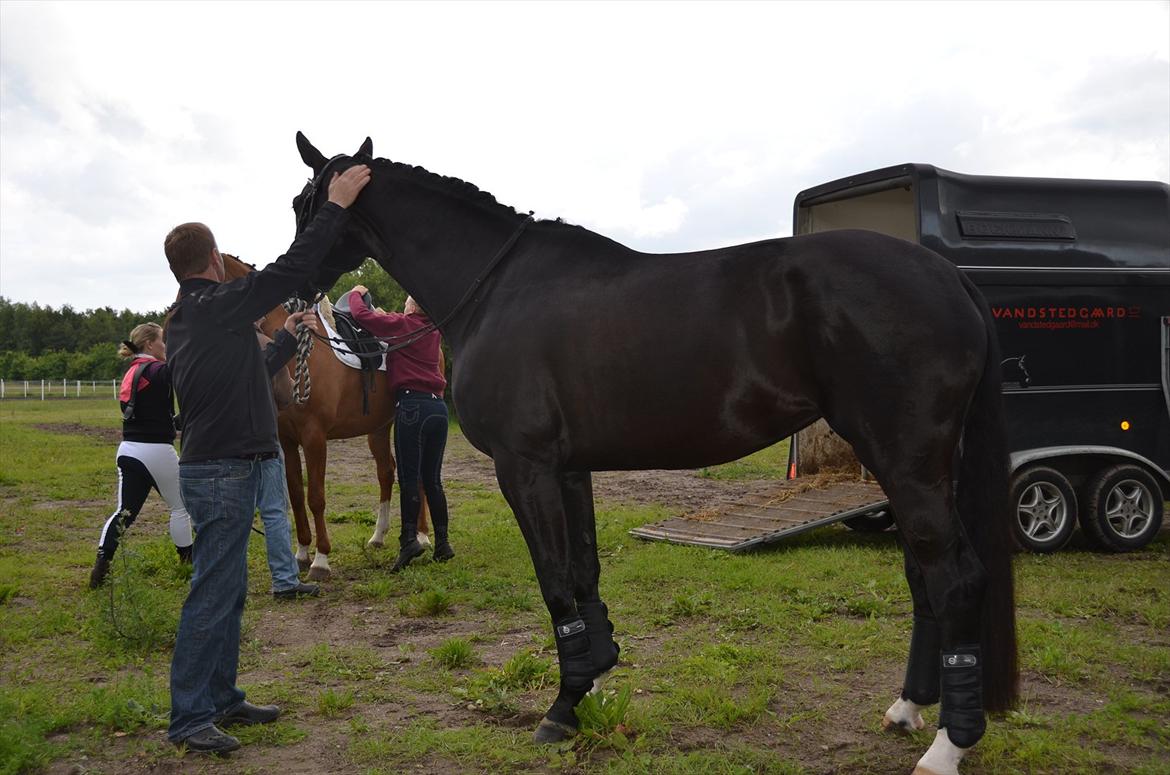 Dansk Varmblod Østersøens Hotshot BRDH  - Min smukke hest venter på at blive sadlet op, første gang i byen! billede 7