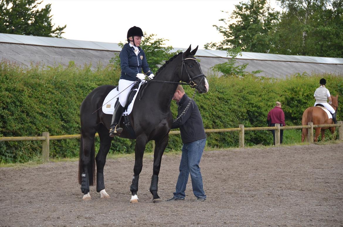 Dansk Varmblod Østersøens Hotshot BRDH  billede 20