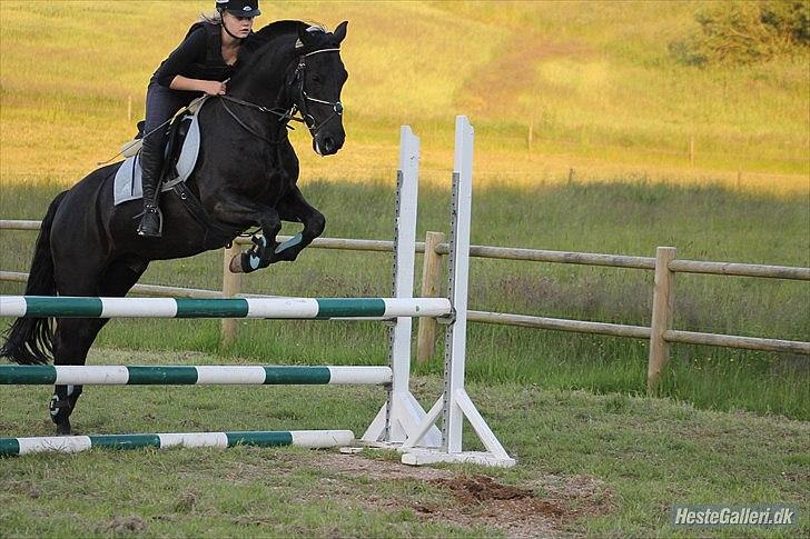 Anden særlig race Medomgårds Malle (Pensioneret) billede 10