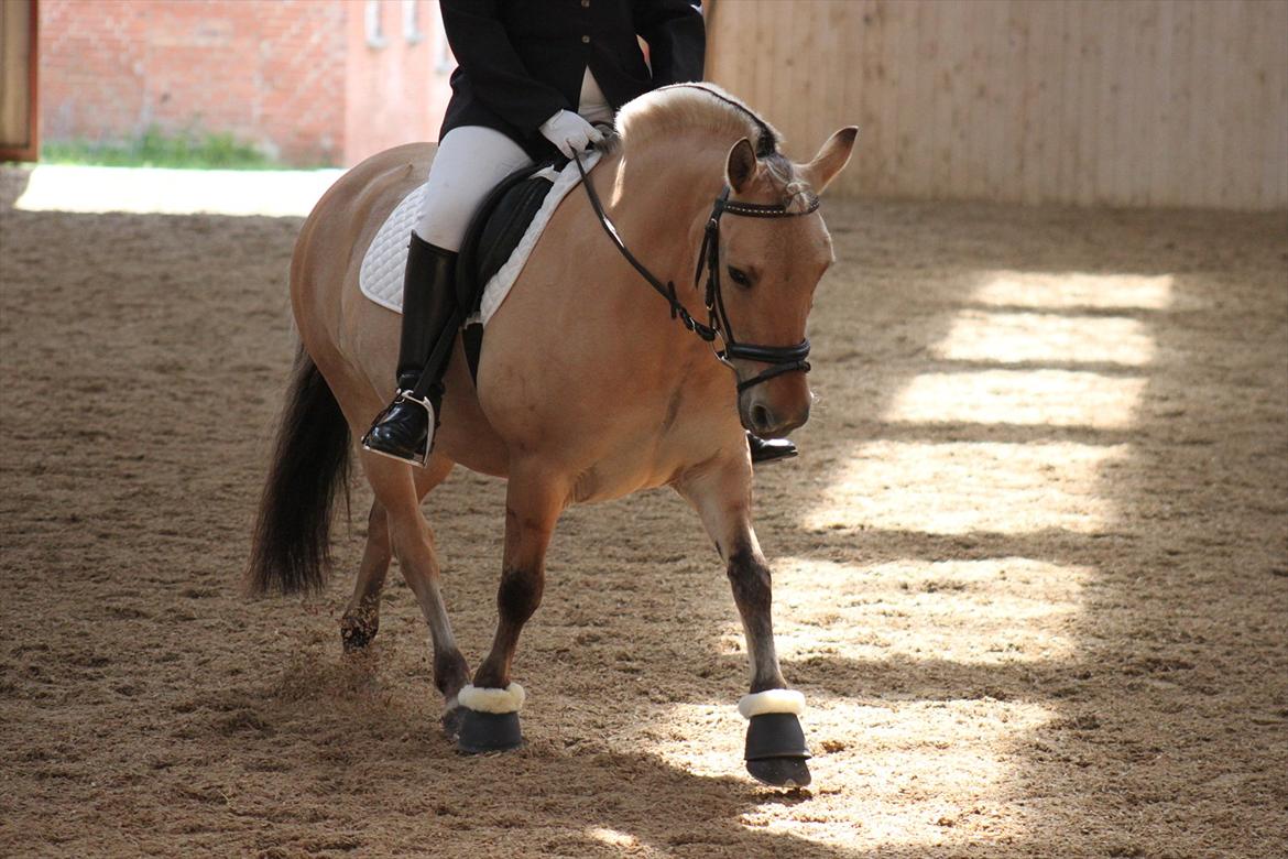 Fjordhest Beauty (solgt) - 23-06-2012

stævne på AARK billede 13