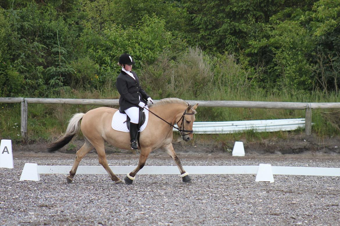 Fjordhest Beauty (solgt) - 23-06-2012

stævne på AARK billede 14