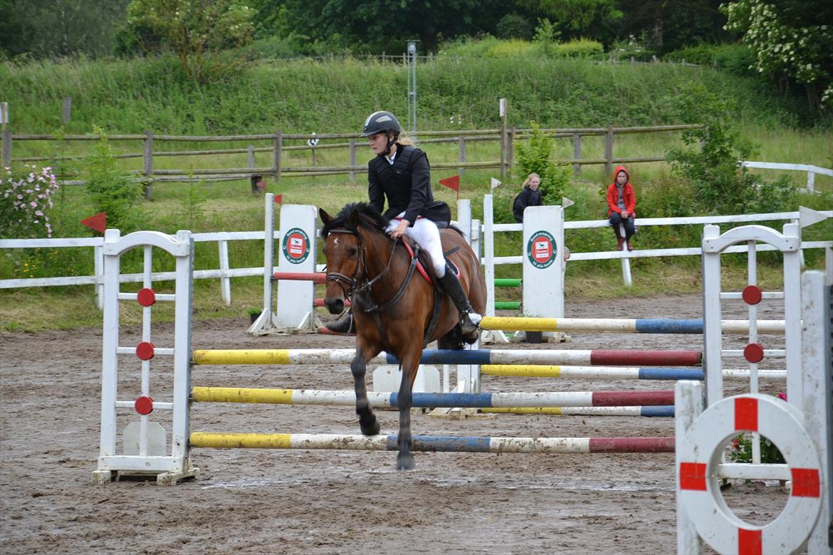 New Forest Enggårdens Conrad billede 21