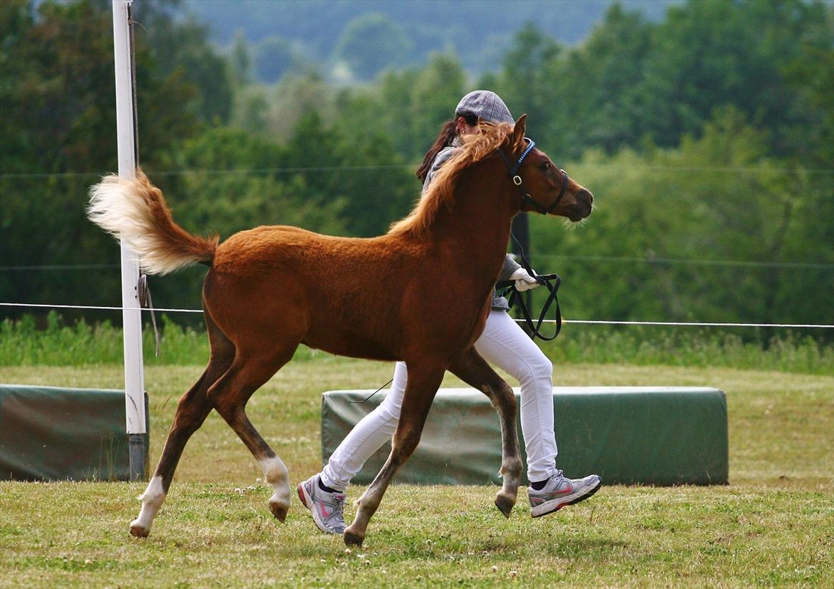 New Forest AH´s Golden Nemo - Velkommen til Nemo´s Profil - NYT 23. juni 2012 fra mountain and moorland Fotografen er: Camilla Rosenlund / CR-FOTO billede 3
