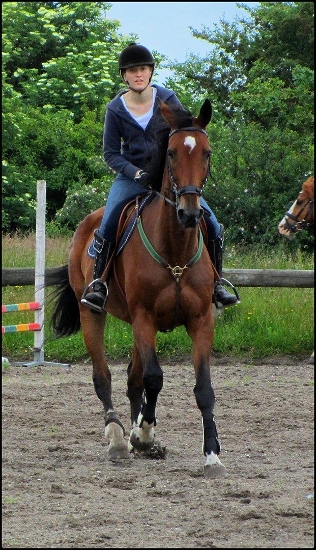 Dansk Varmblod HÉKATE - Opvarmning til ringridning, som vi red uden bid :) Foto: Britt Olsen billede 11