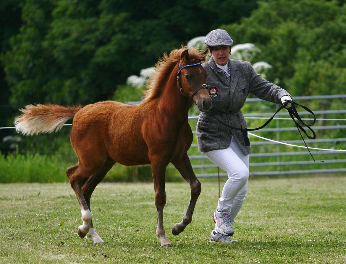New Forest AH´s Golden Nemo - NYT 23. juni 2012 fra mountain and moorland Fotografen er: Camilla Rosenlund / CR-FOTO billede 14