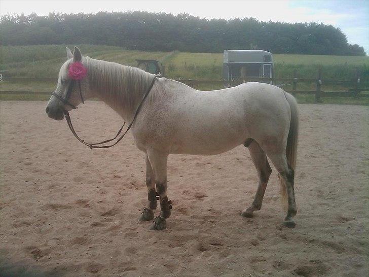 Arabisk fuldblod (OX) Isan billede 19