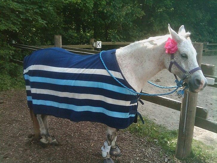 Arabisk fuldblod (OX) Isan billede 2