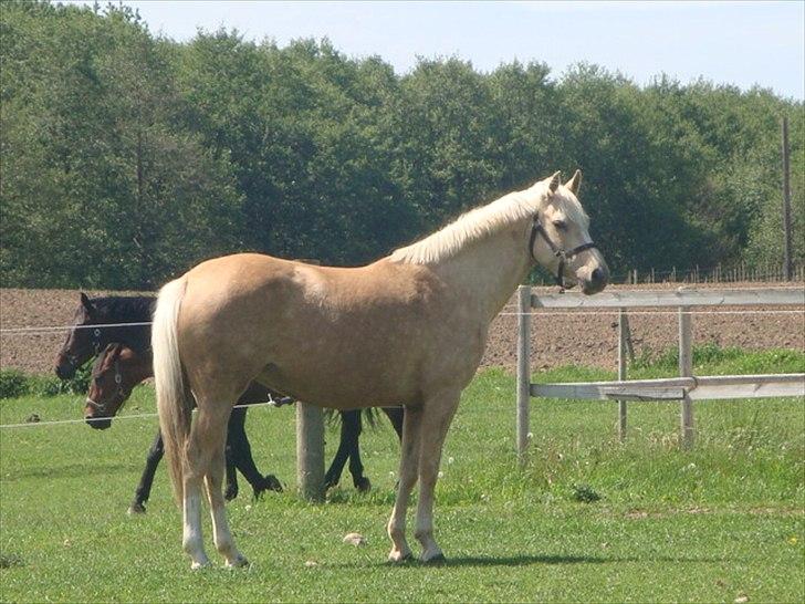 Palomino Malou billede 18