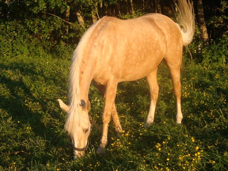 Palomino Malou billede 19