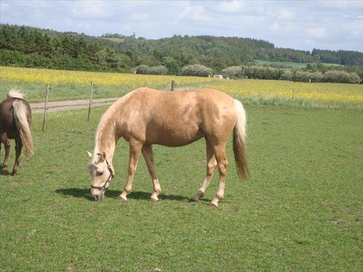 Palomino Malou billede 20