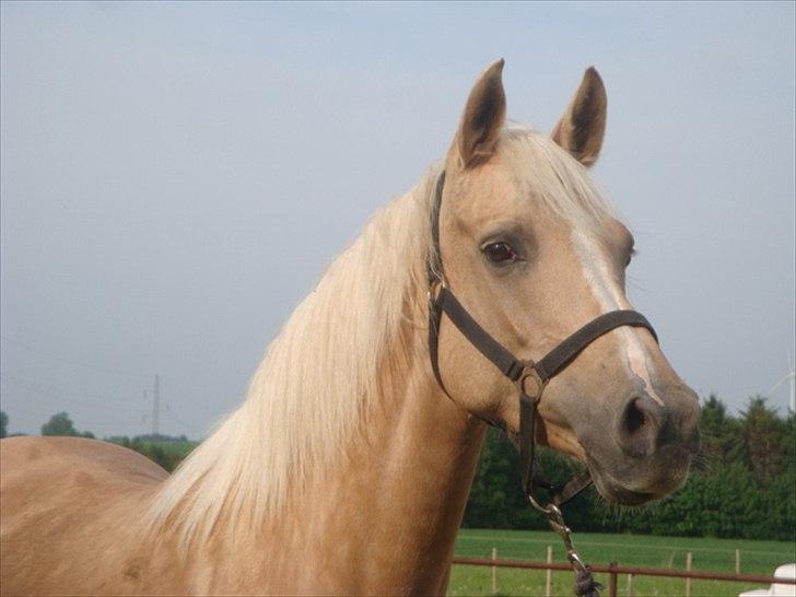 Palomino Malou billede 1