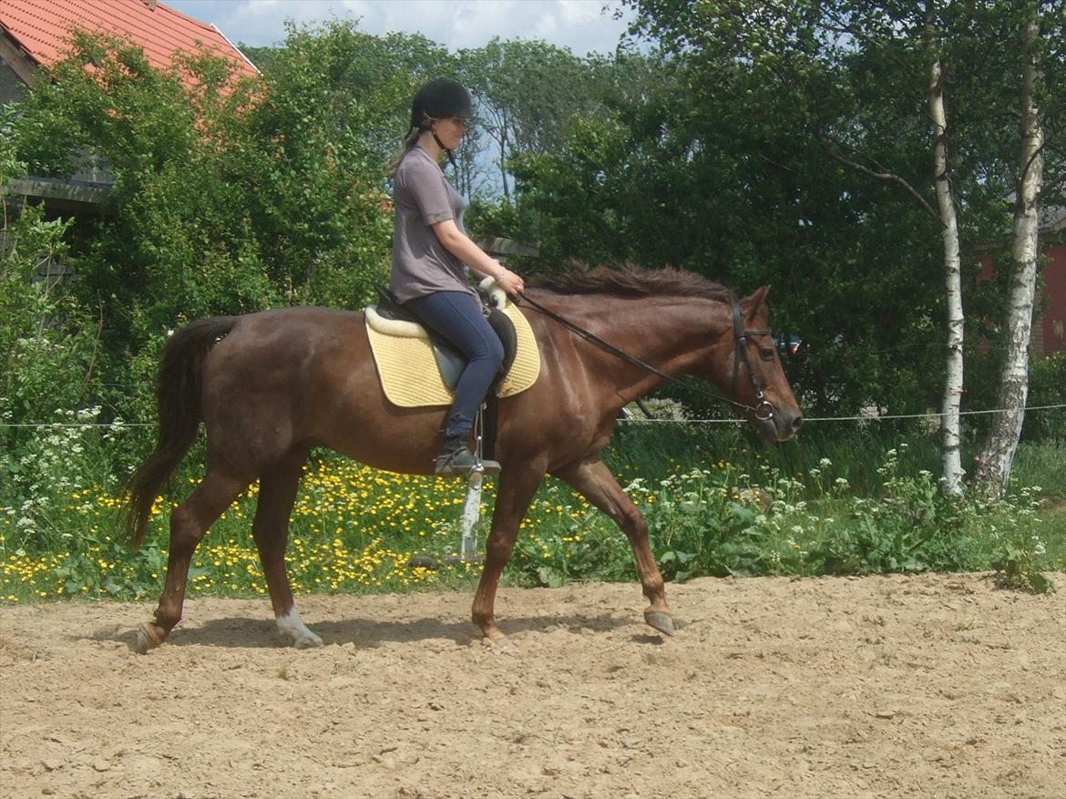 New Forest Elmholts Lamour - Luna og Lamour på bane :) billede 11
