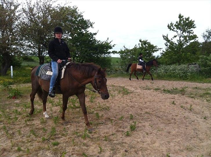 New Forest Elmholts Lamour - Nu også som westernhest :) billede 14