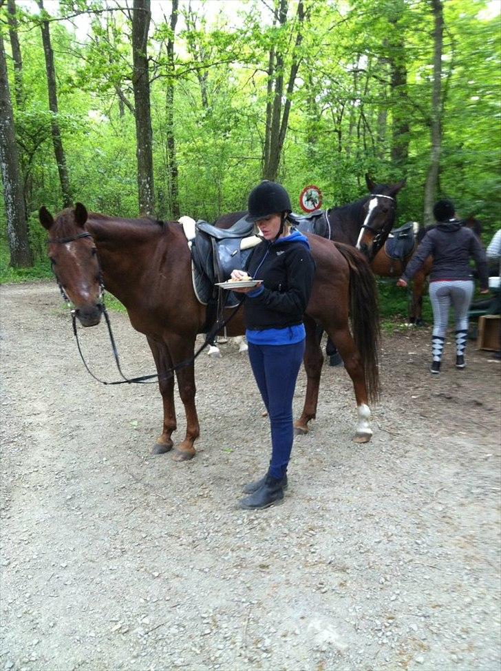 New Forest Elmholts Lamour - Frokost-pause på skovturen :) billede 15