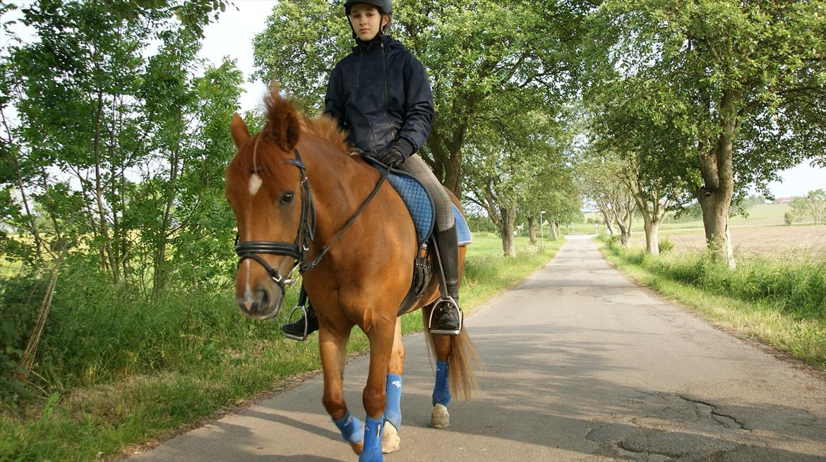 Anden særlig race centrum  billede 13