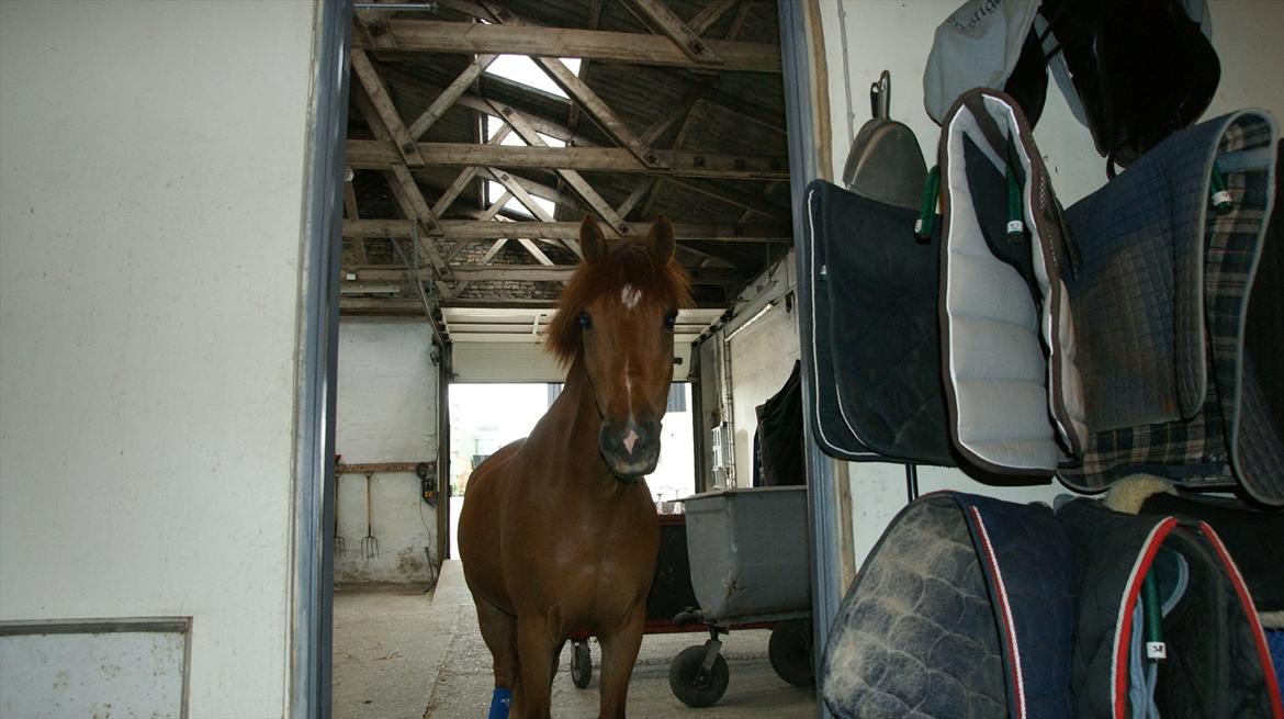 Anden særlig race centrum  billede 20