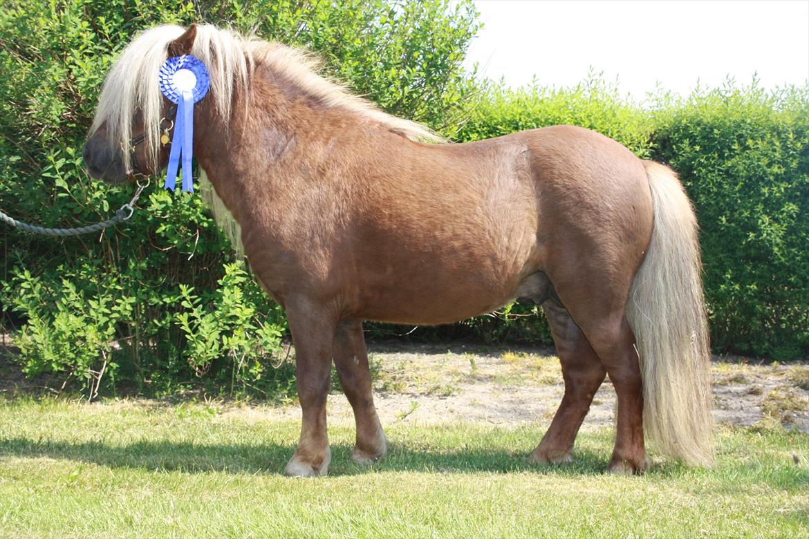 Shetlænder Vestbjergs Top - Top. Dagen efter hingstekåring 2012. 40 point og super beskrivelse billede 1