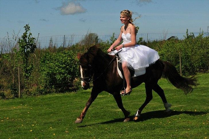 Anden særlig race Duchess billede 15