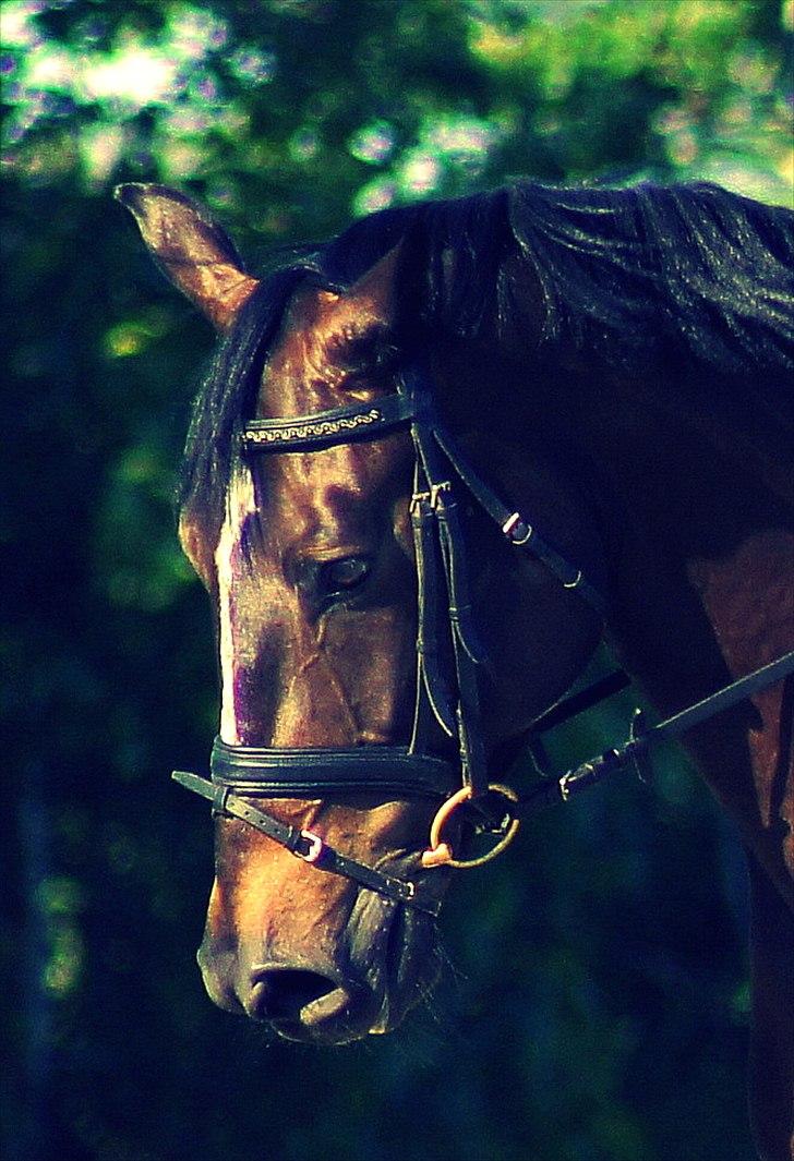 Fuldblod (XX) Santos Wind R.I.P - Smukke. Jeg er helt stolt over, at du er min hest. :) <3
Fotograf: Mig selv. billede 13