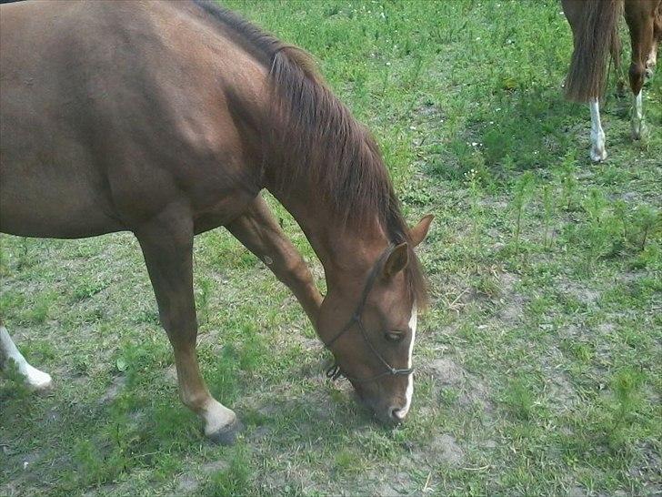 Anden særlig race Ronja. (Mulddyret <3) - Ronja på græsfold. :-) billede 10