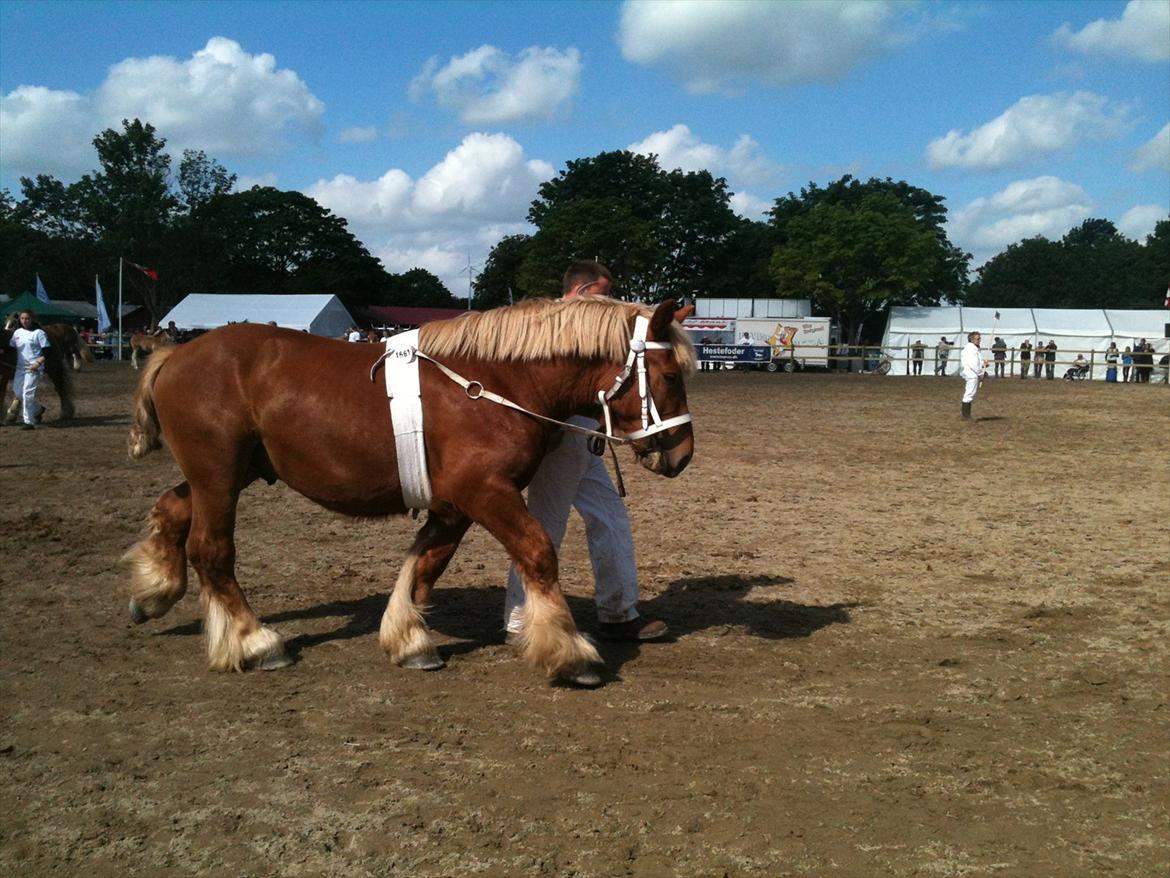 Jyde Thor - Roskilde Dyrskue, 2012 billede 20