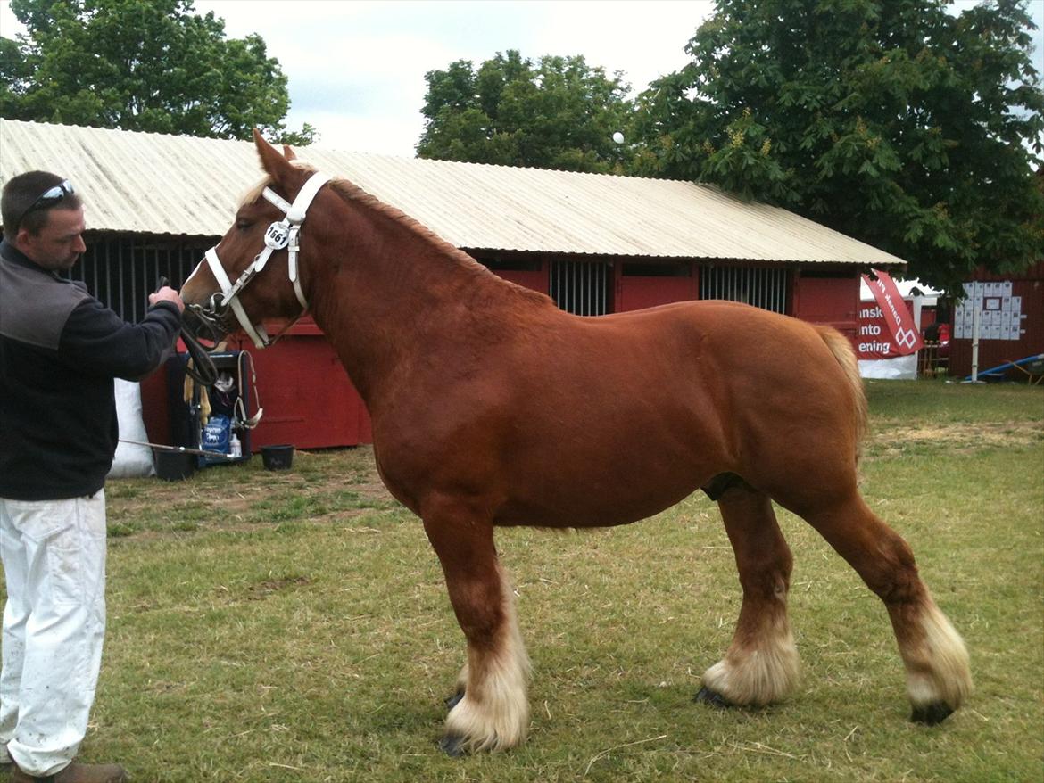 Jyde Thor - Roskilde Dyrskue, 2012 billede 18