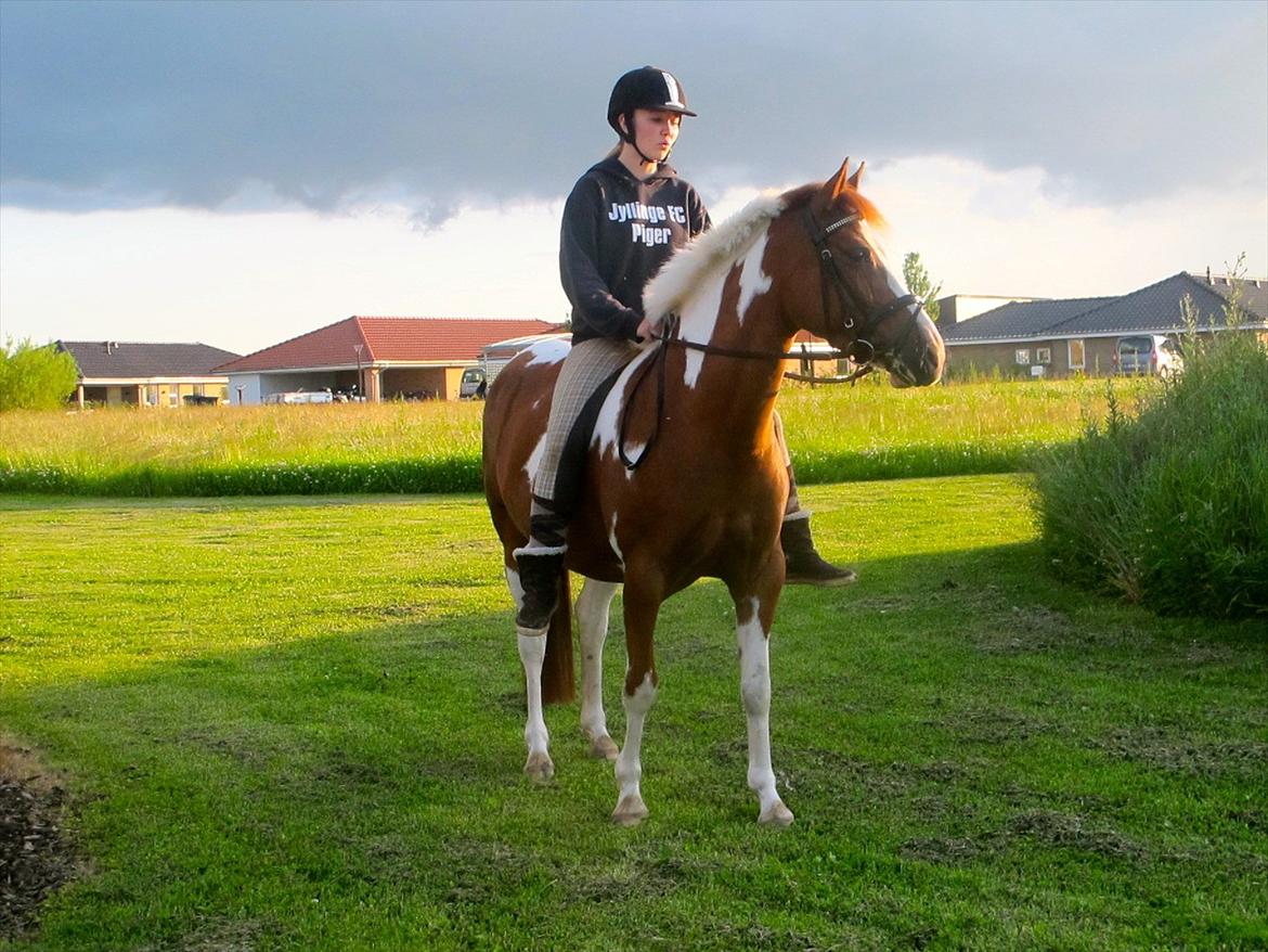 Anden særlig race Sheeba - tur uden sadel<3 billede 12