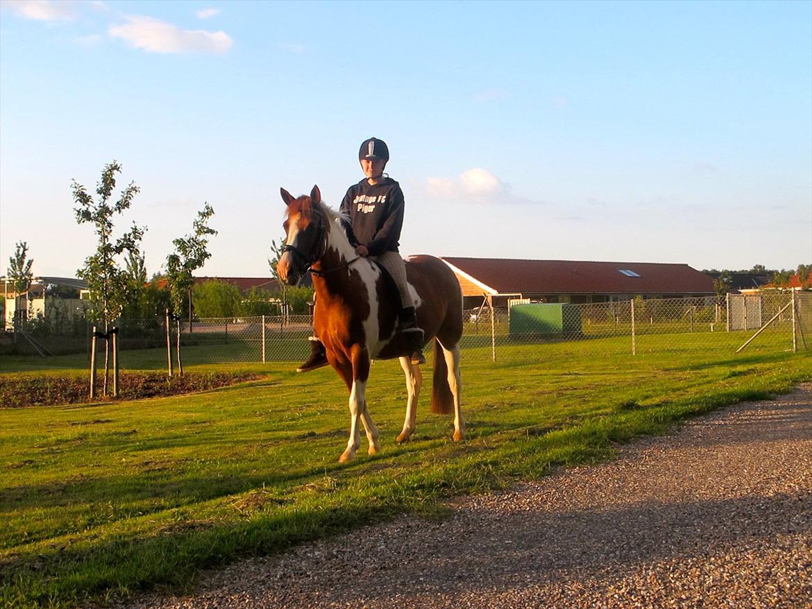 Anden særlig race Sheeba - tur uden sadel:-D billede 6