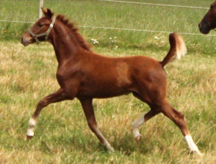 Dansk Varmblod Alby's Red Romance billede 2