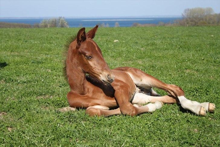 Dansk Varmblod Alby's Red Romance billede 3