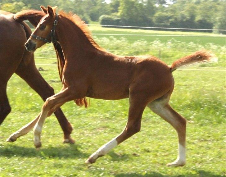 Dansk Varmblod Alby's Red Romance billede 4