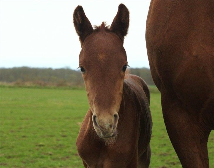 Dansk Varmblod Alby's Red Romance billede 5