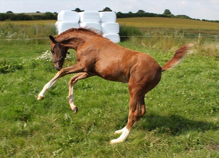 Dansk Varmblod Alby's Red Romance billede 6