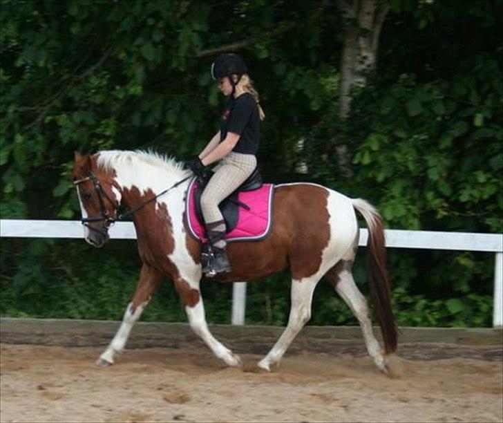 Anden særlig race Sheeba billede 13