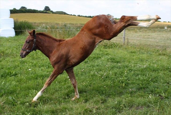 Dansk Varmblod Alby's Red Romance billede 7