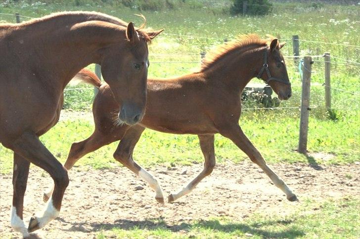 Dansk Varmblod Alby's Red Romance billede 8