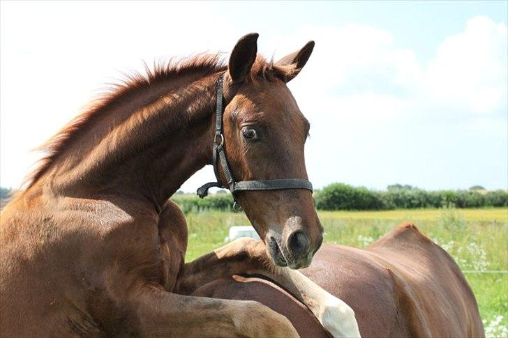 Dansk Varmblod Alby's Red Romance billede 9