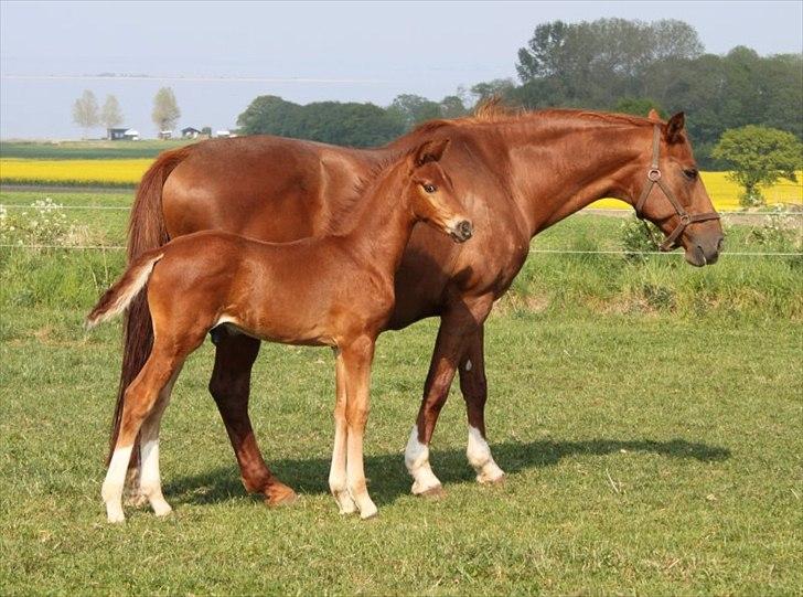 Dansk Varmblod Alby's Red Romance billede 10