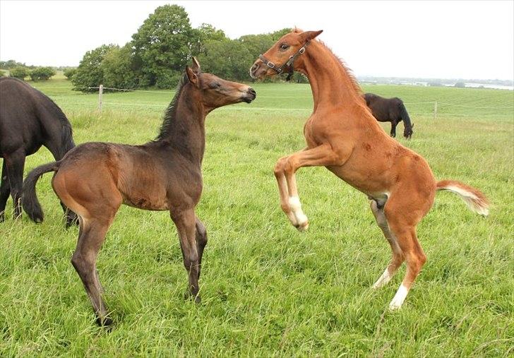 Dansk Varmblod Alby's Red Romance billede 11