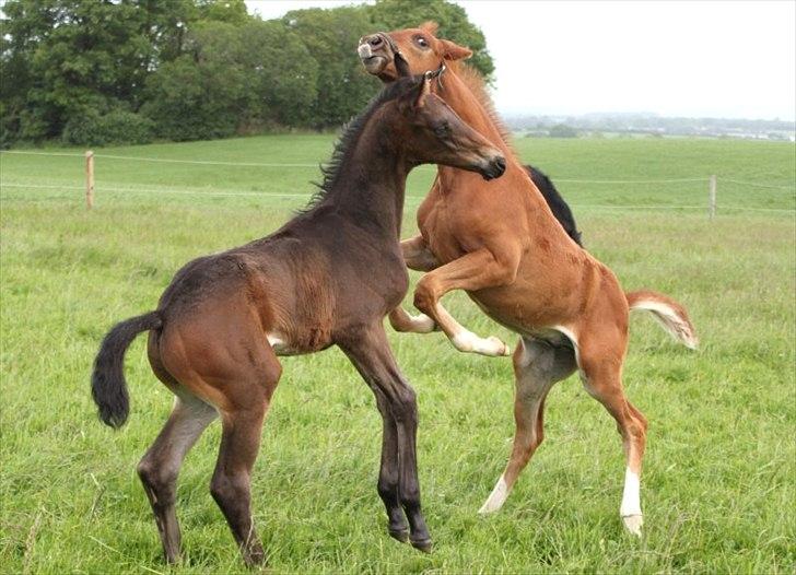 Dansk Varmblod Alby's Red Romance billede 12